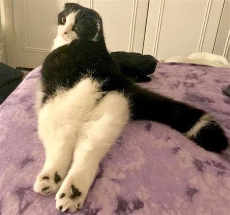 sploot    animals   hubpages