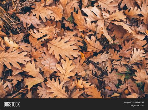 Oak Tree Leaves Image & Photo (Free Trial) | Bigstock