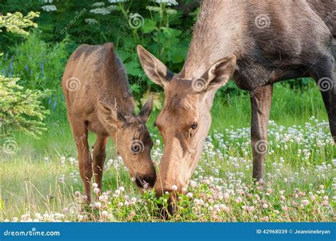 Moose Calf with Mom stock image. Image of southcenteral - 42968039