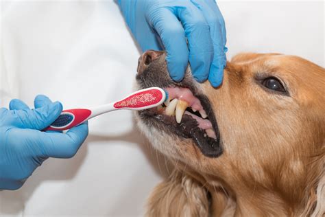 Epulis in Dogs: Symptoms, Causes, & Treatments - DogTime