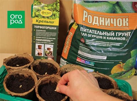 Выращивание огурцов рассадным способом – пошаговый мастер-класс с фото ...