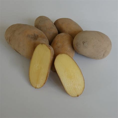 Bio-Kartoffeln - Glorietta festk. aromatischer Geschmack - lange