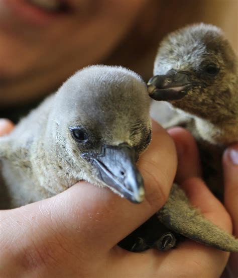 How a penguin lays an egg | London Zoo