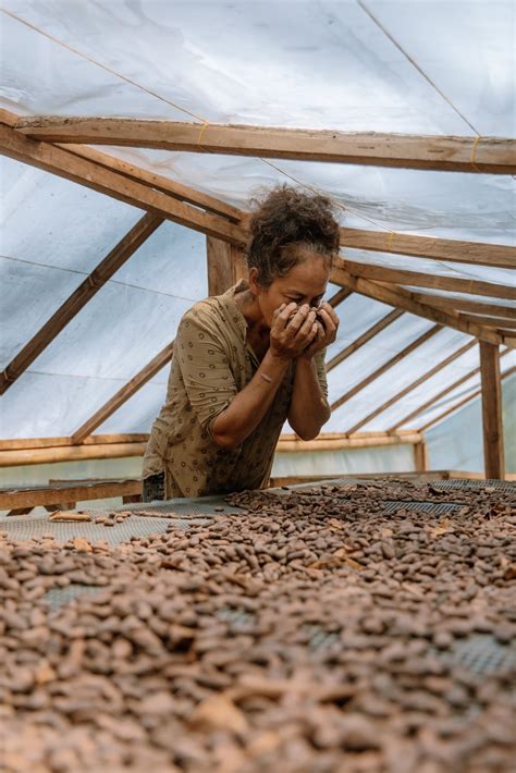 Las dos caras del cacao | La Prensa Panamá