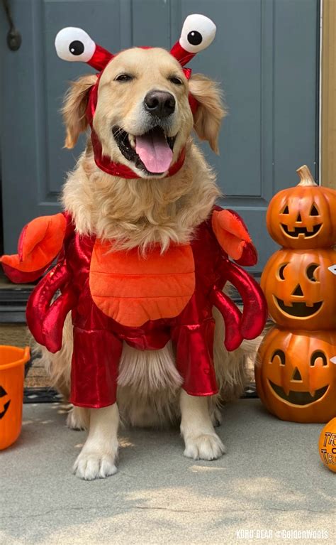 2020 Cutest Dog Halloween Costumes | 5 Tips for Choosing the Right ...