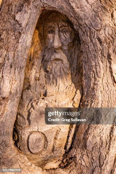 Burke And Wills Dig Tree Photos and Premium High Res Pictures - Getty Images