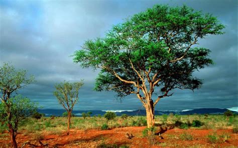 outdoor activities enhance creativity  problem solving abilities