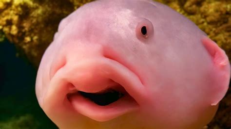 Meet the Blobfish: How the World’s 'Ugliest' Animal Earned Its Title