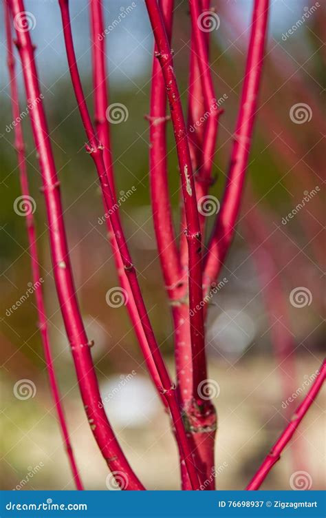 Red twig dogwood in winter stock image. Image of twig - 76698937