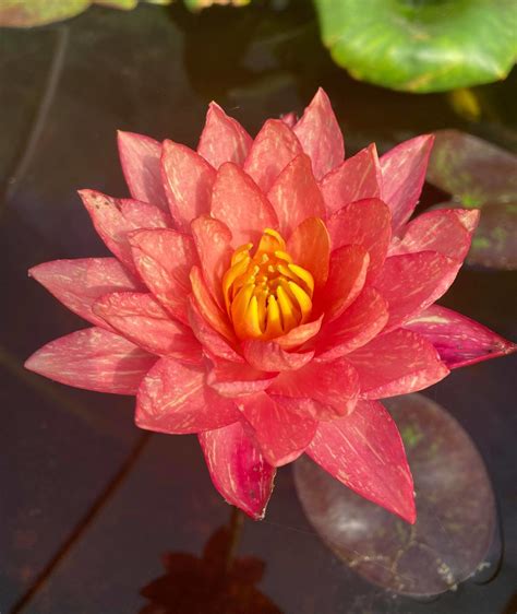 Nymphaea ‚Wanvisa‘ - jazierkoverastliny.sk