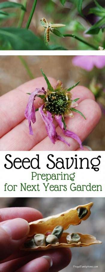 Seed Saving, Preparing for Next Year's Garden | Frugal Family Home