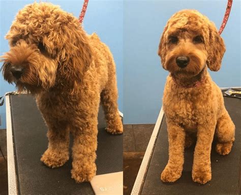 Best Types of Cockapoo Haircuts with Pictures! (2024) - We Love Doodles