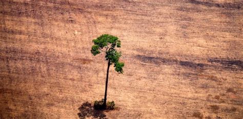 Plants are going extinct up to 350 times faster