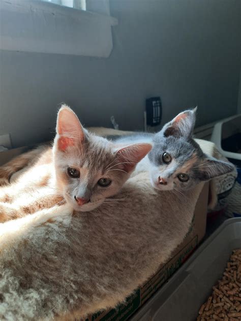 Greg, Gary, Gisele, Gwen, & Gigi - Kitty Connection