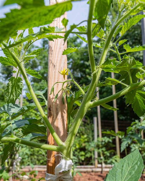Pruning and tying up tomato plants — Corner Store Garden Center