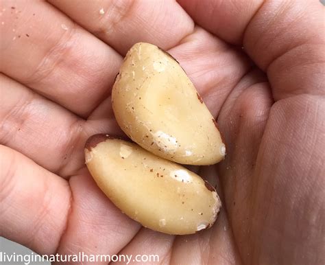 Vitamins And Minerals In Brazil Nuts