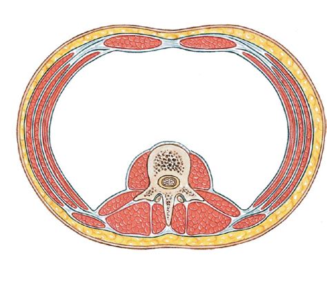 abdomen horizontal view  level  umbilicus diagram quizlet