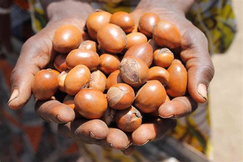 shea butter tree 6