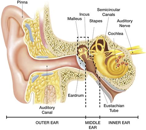 Color The Parts Of The Ear at Erin Love blog