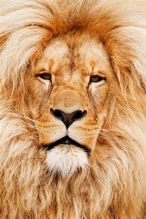 70,000+ Free Lion Face & Lion Images - Pixabay