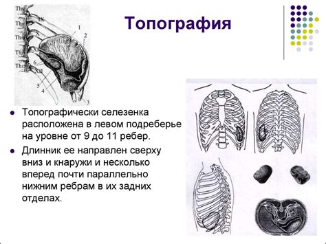 Особенности строения селезенки - презентация онлайн