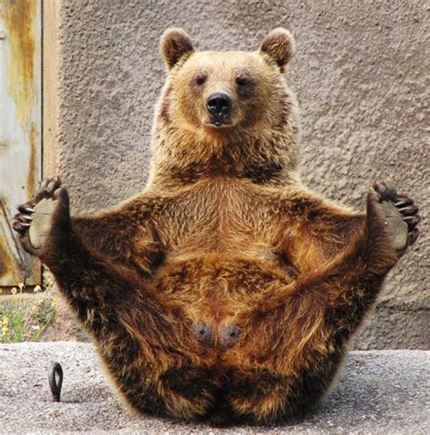 bear  practices yoga snow addiction news  mountains