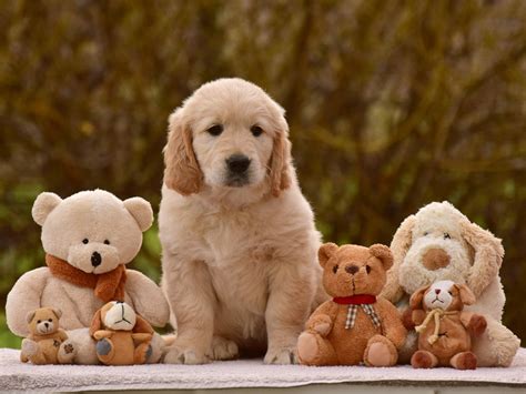 impressive gold canis regnum chsraspberrykingdom