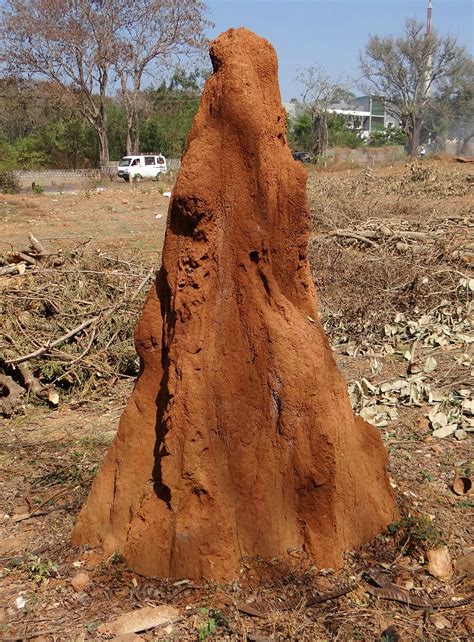 Termite hill,termites,mound,dharwad,india - free image from needpix.com