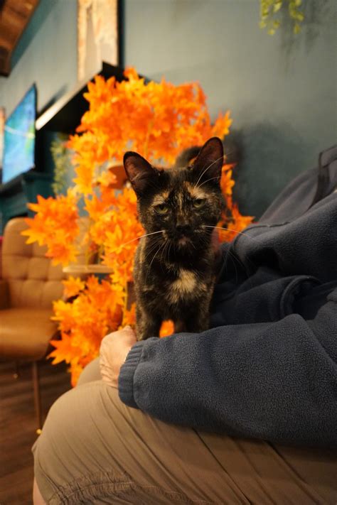 Catsnap - Catsnap added a new photo.