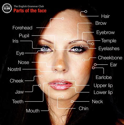 Partes Do Rosto Ingles - Partes Do Rosto Em Inglês - BRAINCP