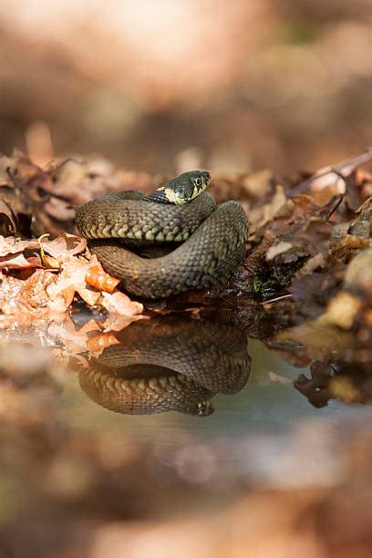 130+ Grass Snake Uk Stock Photos, Pictures & Royalty-Free Images - iStock