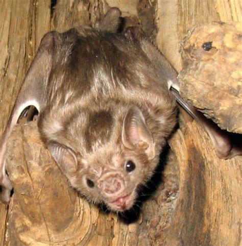 Vampire Bat Pictures - AZ Animals