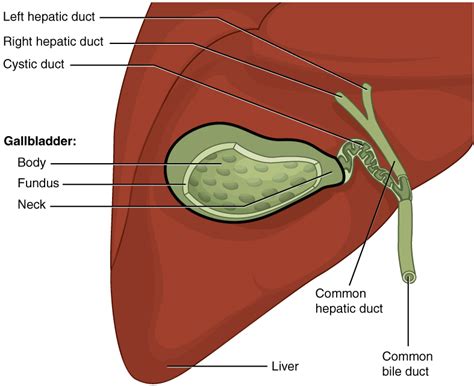 normal liver  gallbladder pathology