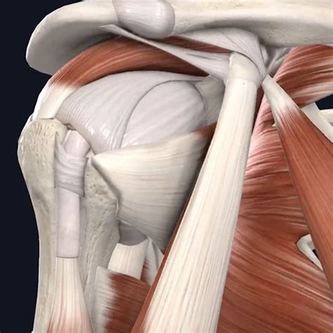 Quantos Tendoes Tem No Ombro - Anatomia do Ombro - Tendões do manguito rotador e bursa subacromial ...