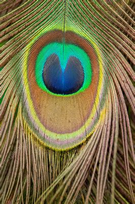 peacock feather stock image  science photo library
