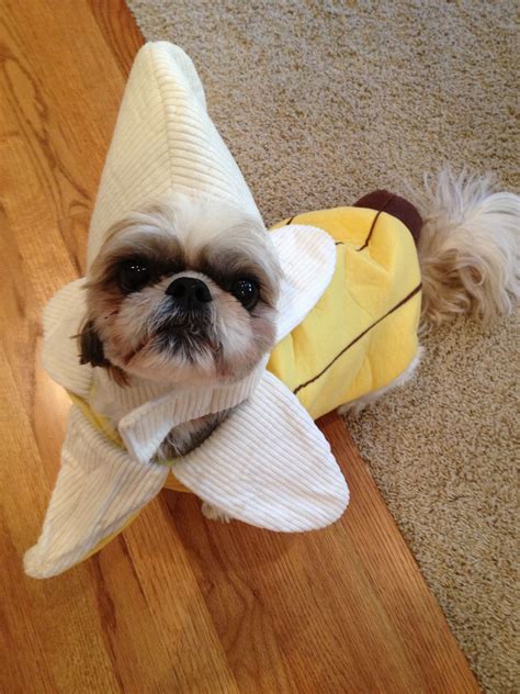 Is Banana Good For Shih Tzu