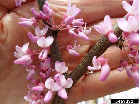 white eastern redbud tree