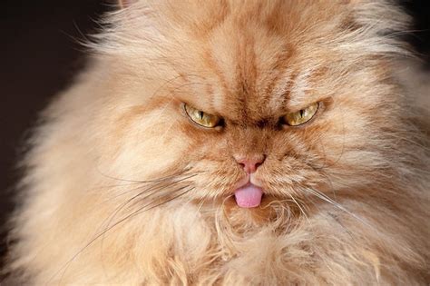 Картинки злой котик (50 фото) » Юмор, позитив и много смешных картинок
