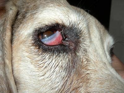 Dog with possible Cherry Eye? - Organic Pet Digest