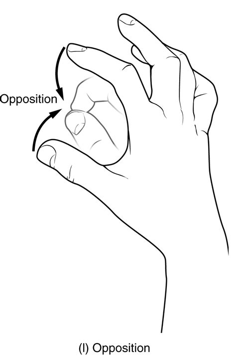 Circumduction Definition Anatomy - Anatomy Reading Source