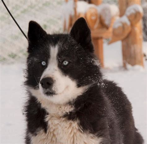YAKUTSKAYA LAIKA - СААРБА ID: 470