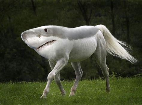 gyyps amazing weird animals