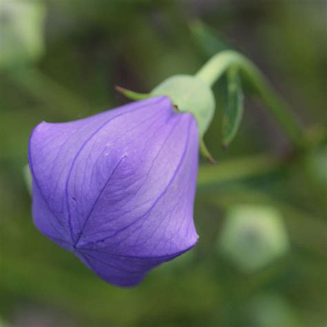 Balloon Flower Seeds – Gran's Garden Seeds