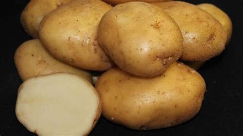 Картофель Лорх: описание сорта, фото кустов и урожая, отзывы фермеров о ...