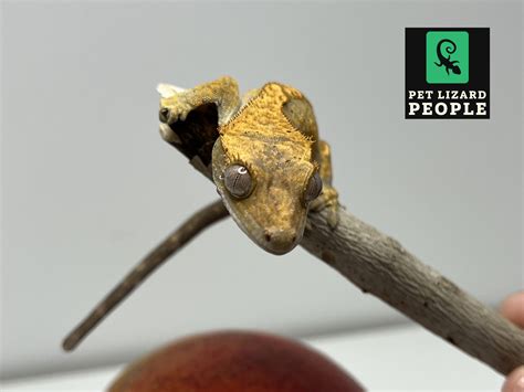Crested Gecko Habitat: An Overview & Guide to Tank Set Up