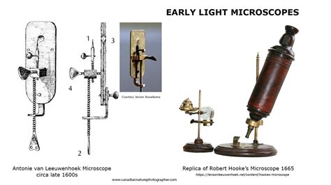 micro universe microscopic life  robert berdan  canadian