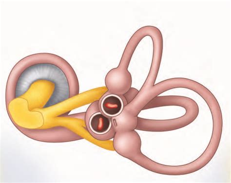 saccule  utriclesemicircular ducts diagram quizlet