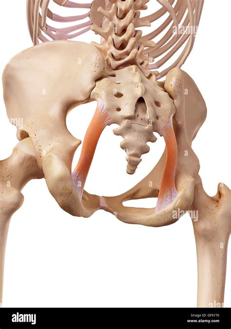 human ligament illustration stock photo alamy