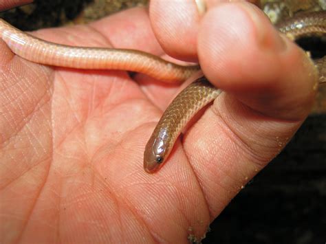 Smooth Earth Snake | Natural Atlas