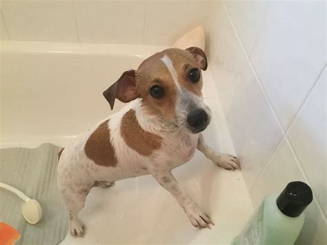 Ivy bath time, not impressed! Jack Russell Terrier | Jack russell, Jack ...